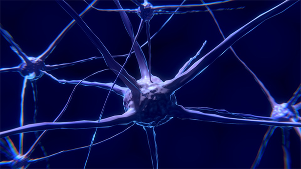 Гибкость и адаптивность — ключевые принципы функционирования нейронов