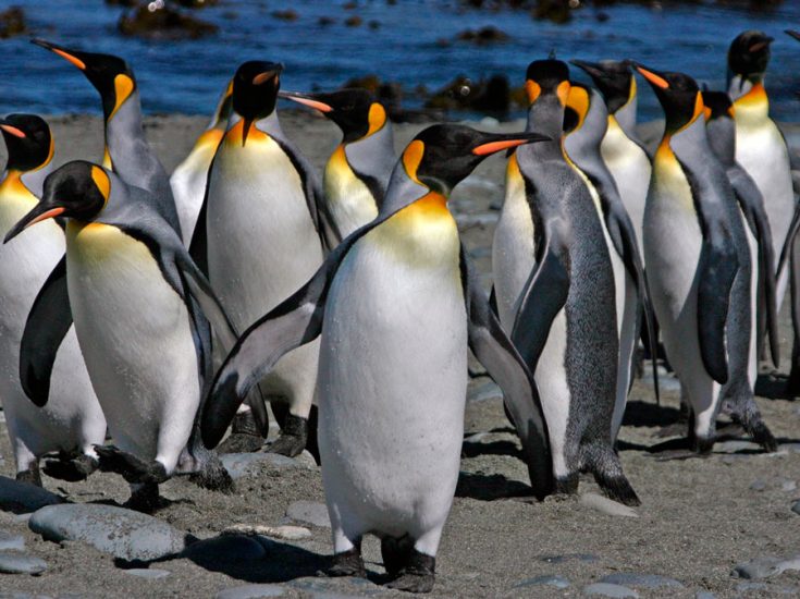 Большие пингвины
