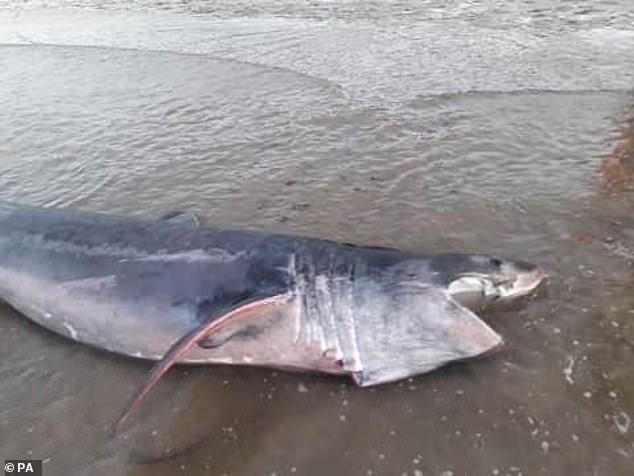 Despite their efforts, the shark struggled to swim and was later found restranded on the beach again