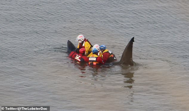 Lifeboat crews and rescue specialists were called in to help try and save the stranded shark