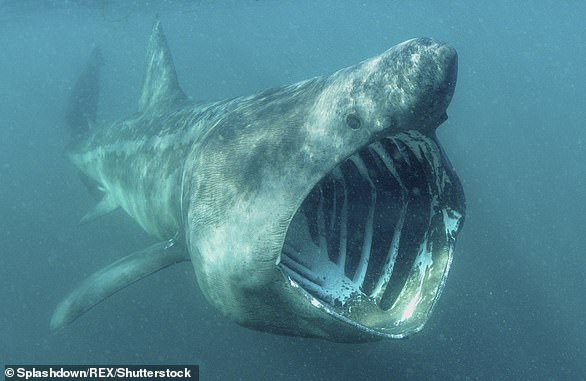 Endangered basking sharks swim with their mouths open as wide as 3ft to catch plankton