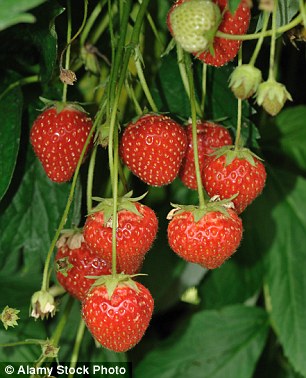 Vitamin C rich strawberries help protect hair follicles