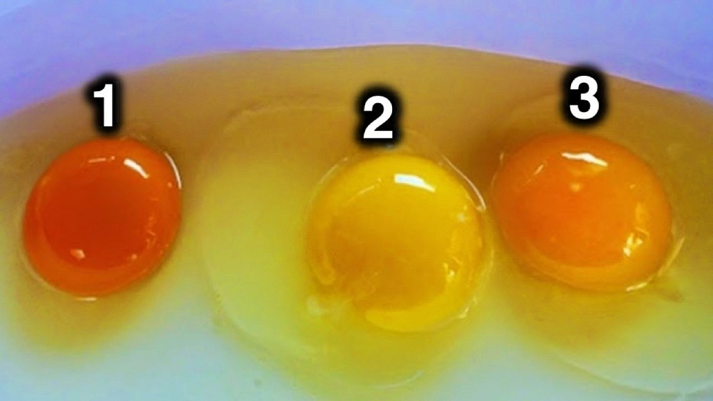 Цвет яичного желтка может многое рассказать о здоровье курицы