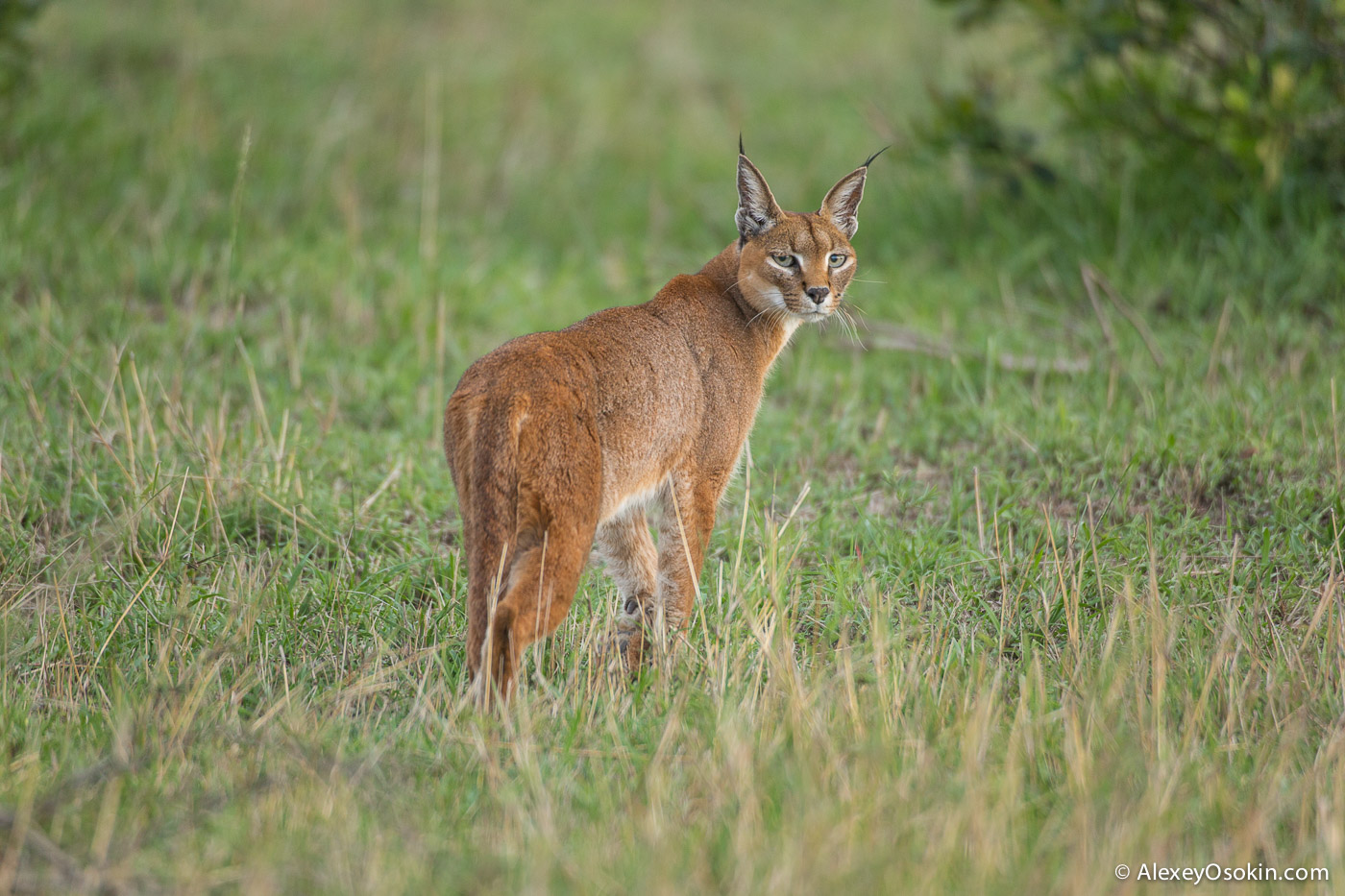 2-Caracal caracal.jpg 2-Caracal caracal.jpg
