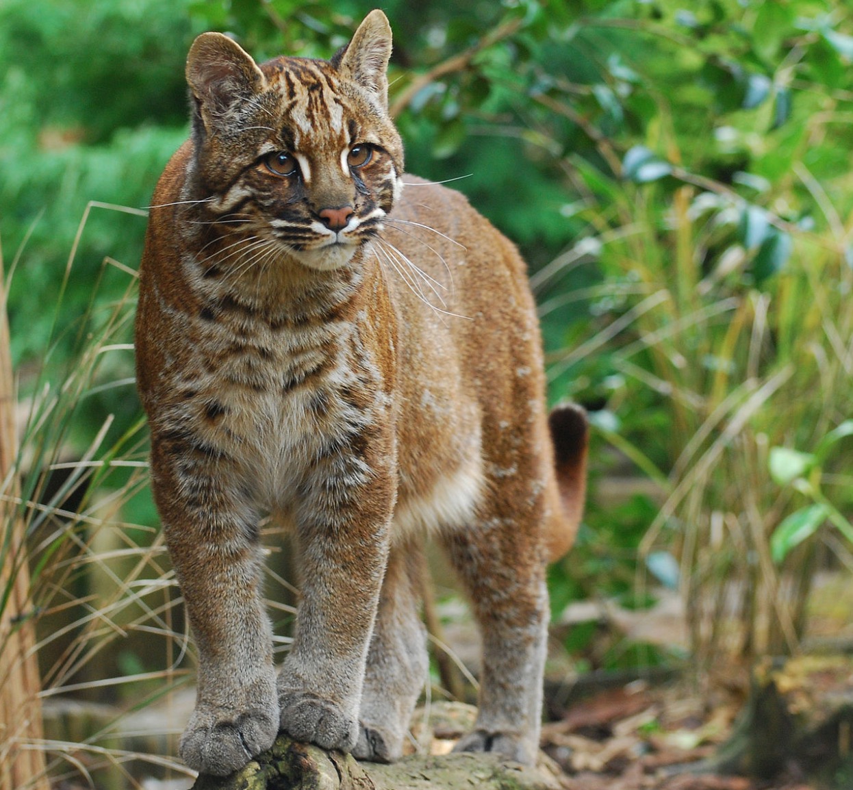 4-Catopuma temmincki.JPEG 4-Catopuma temmincki.JPEG