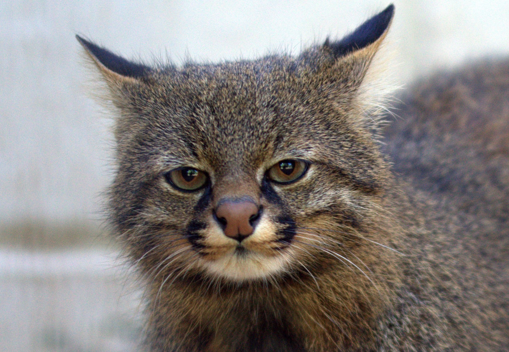 13-Пампасская кошка.JPEG 13-Пампасская кошка.JPEG