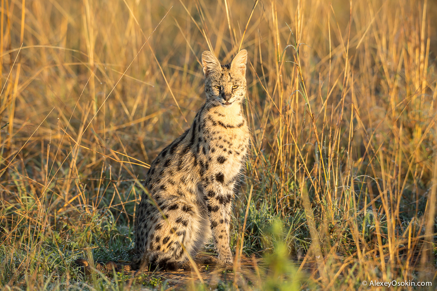 20-serval.jpg 20-serval.jpg