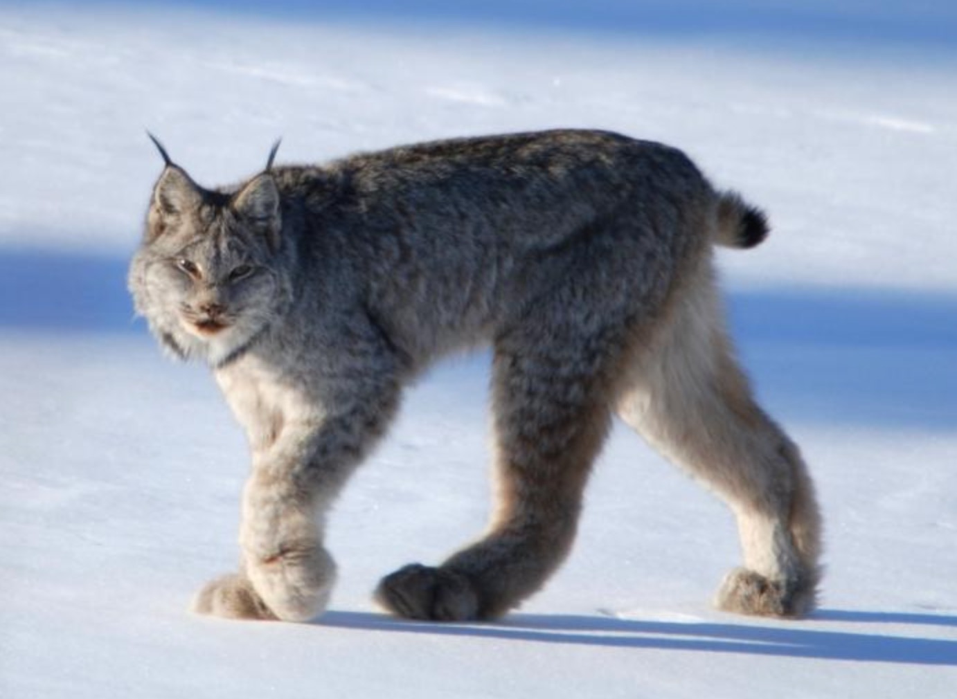 21-Lynx canadensis.JPEG 21-Lynx canadensis.JPEG