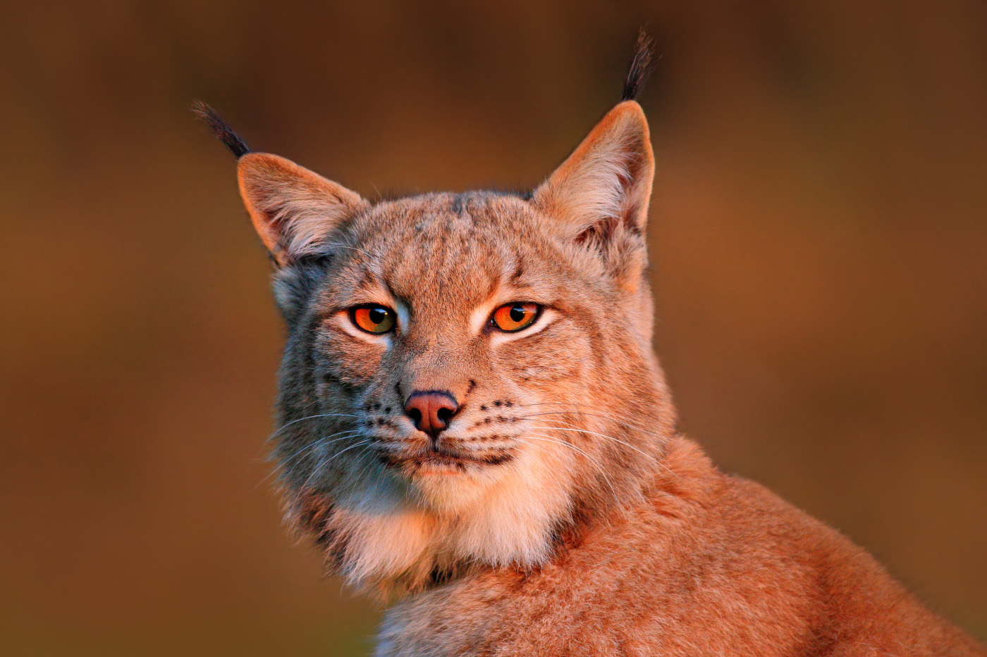 22-lynx lynx.jpg 22-lynx lynx.jpg