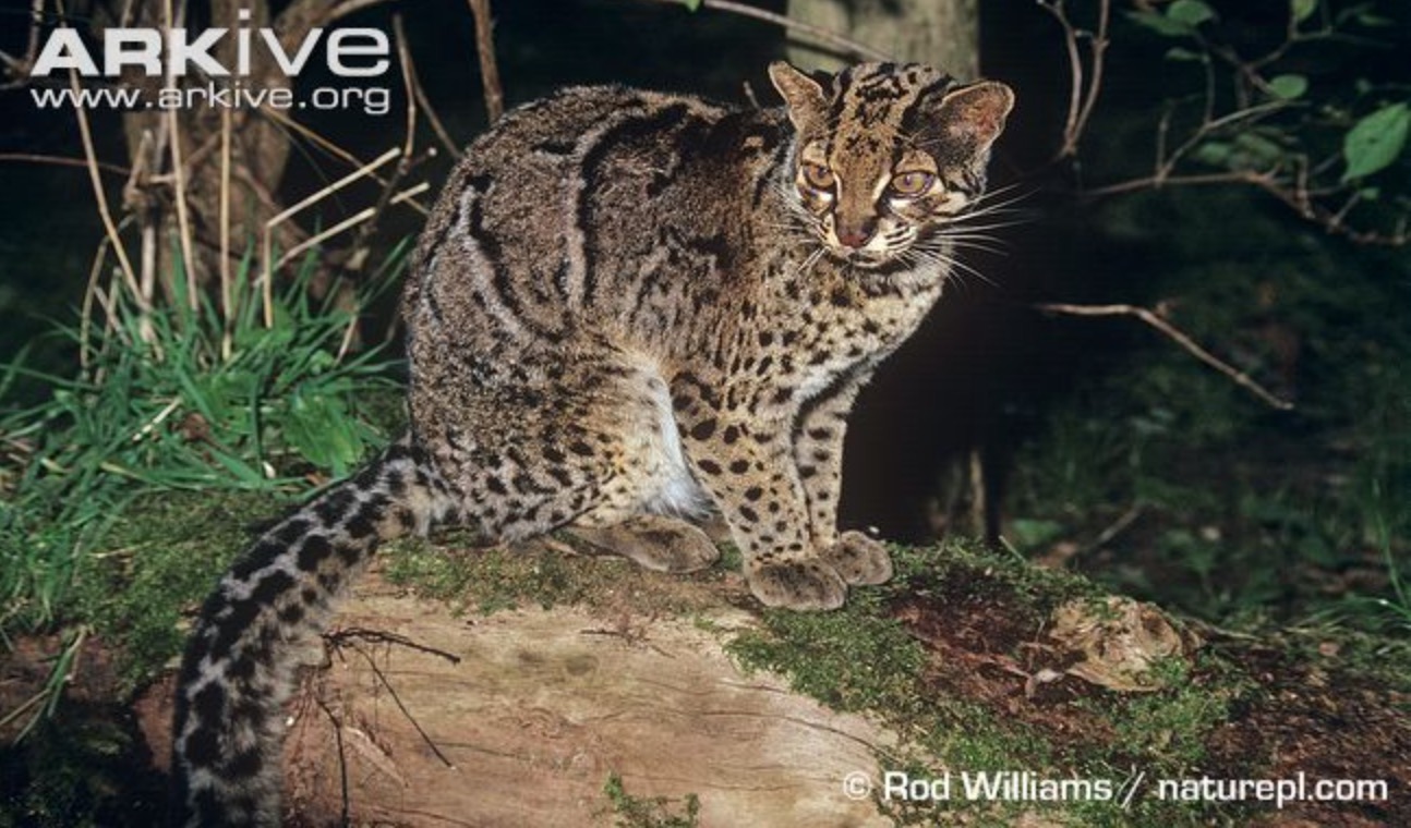 25-Pardofelis marmorata.JPEG 25-Pardofelis marmorata.JPEG