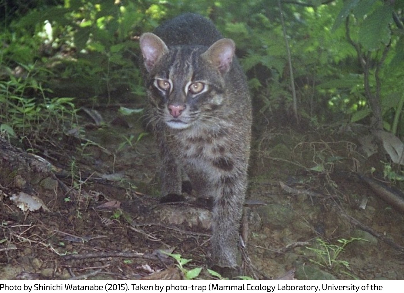 27-Prionailurus bengalensis iriomotensis.JPEG 27-Prionailurus bengalensis iriomotensis.JPEG