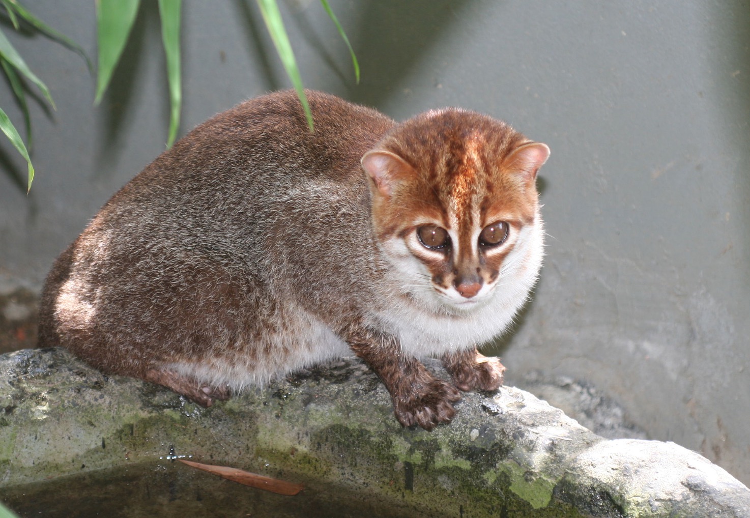 29-Prionailurus planiceps.JPEG 29-Prionailurus planiceps.JPEG