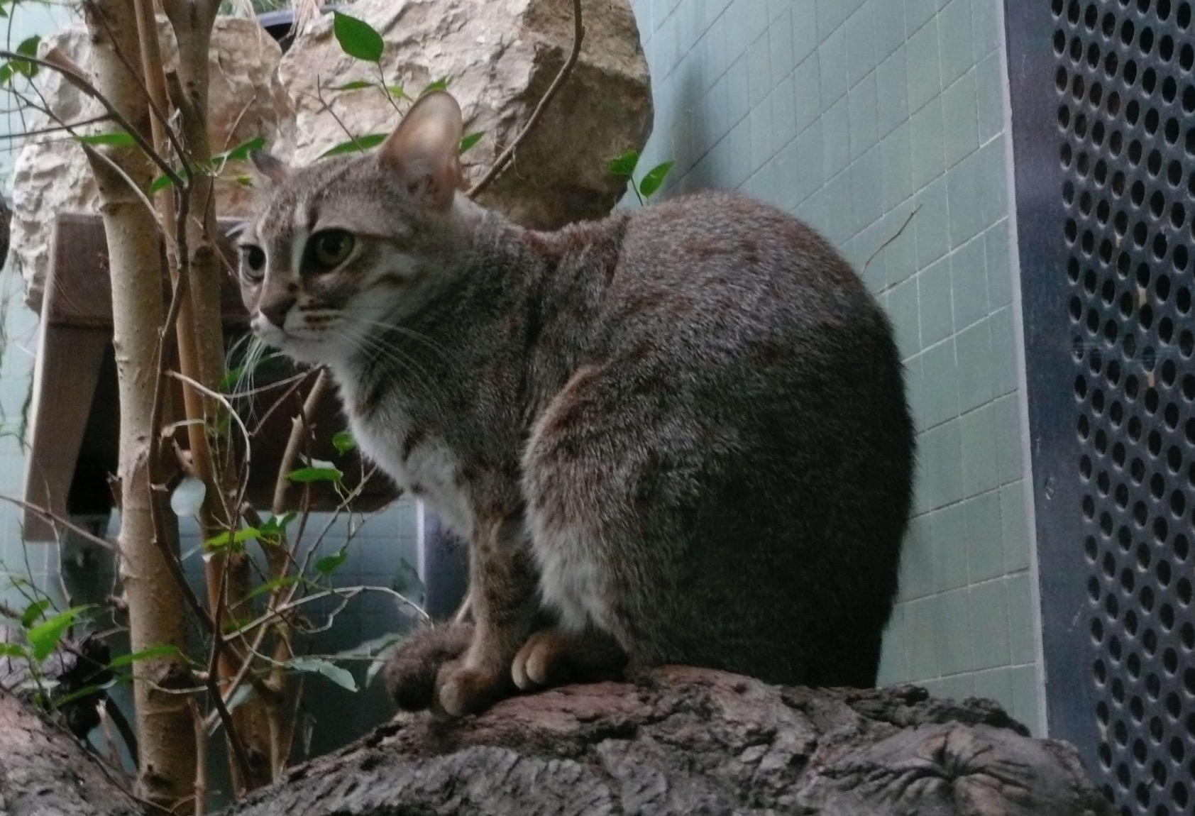 30-Prionailurus rubiginosus.JPEG 30-Prionailurus rubiginosus.JPEG