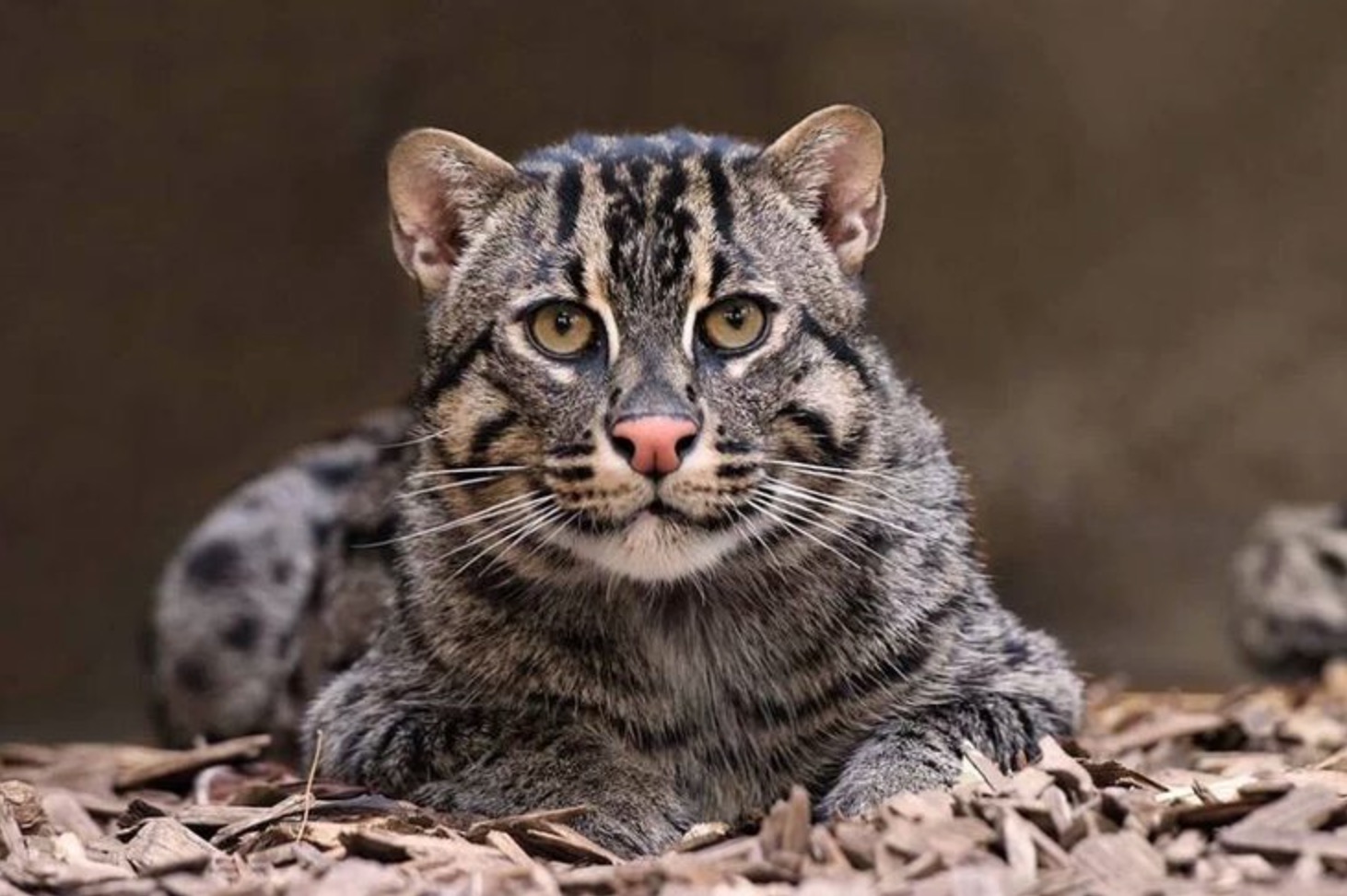 31-Prionailurus viverrinus.JPEG 31-Prionailurus viverrinus.JPEG