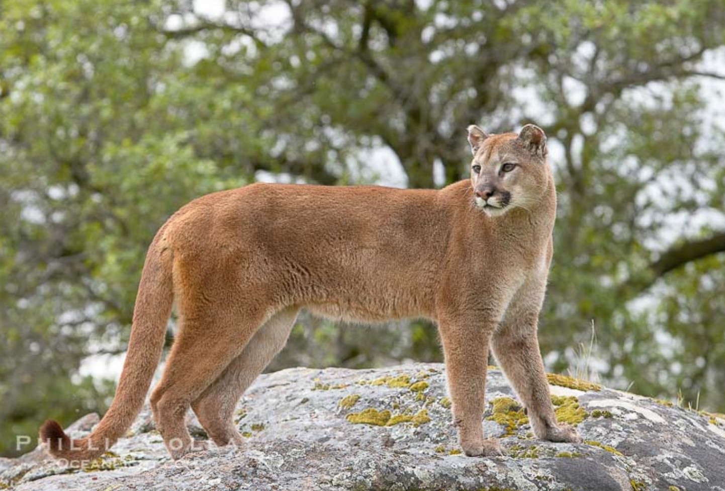 33-Puma concolor.JPEG 33-Puma concolor.JPEG