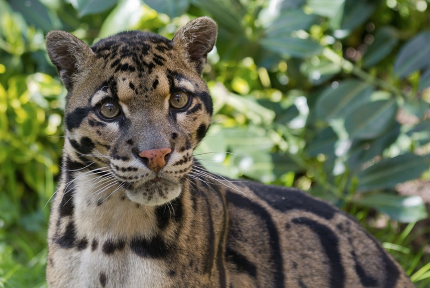 36-Neofelis diardi.JPEG 36-Neofelis diardi.JPEG