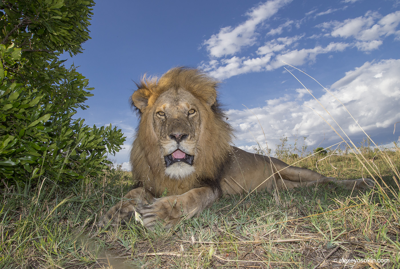 37-leo.jpg 37-leo.jpg