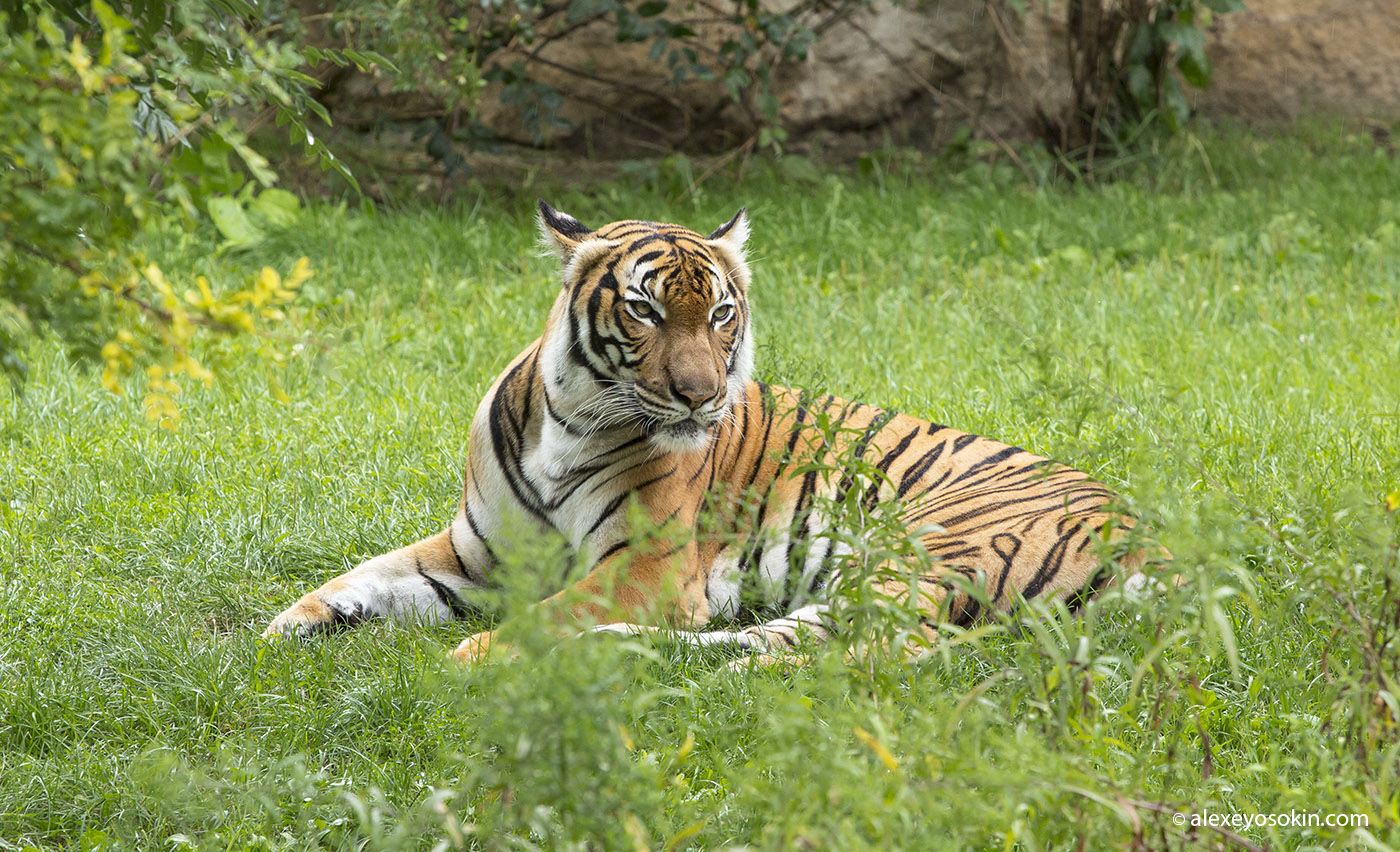 38-tiger.jpg 38-tiger.jpg