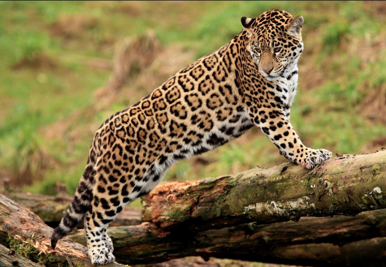 40-Panthera onca.JPEG 40-Panthera onca.JPEG