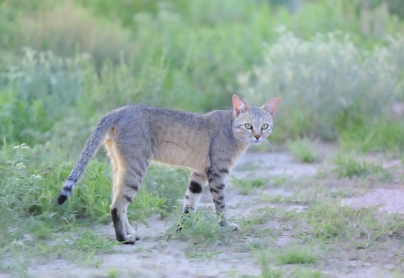 9-Felis nigripes.jpg 9-Felis nigripes.jpg