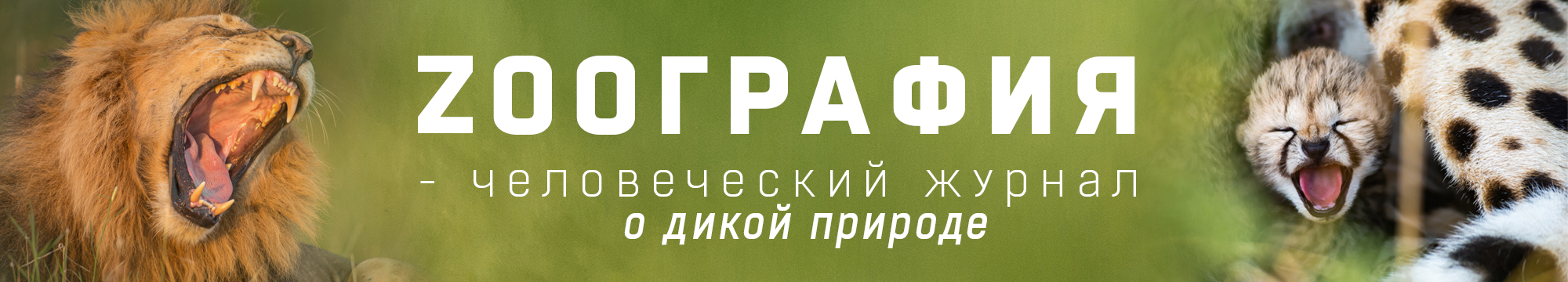 41-Panthera uncia.jpg 41-Panthera uncia.jpg