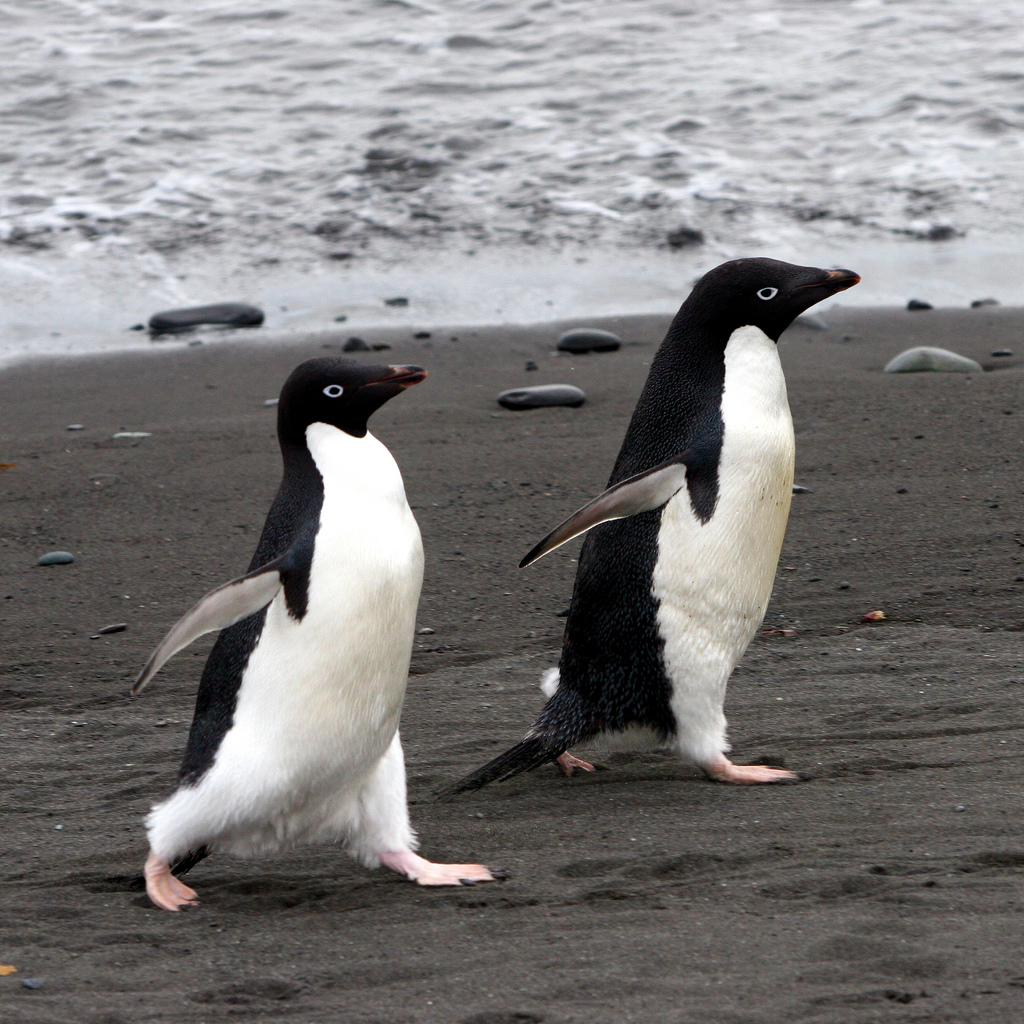 King penguin hill at  St. Andrews Bay