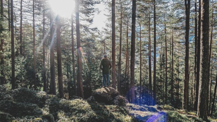 Person alone in the woods