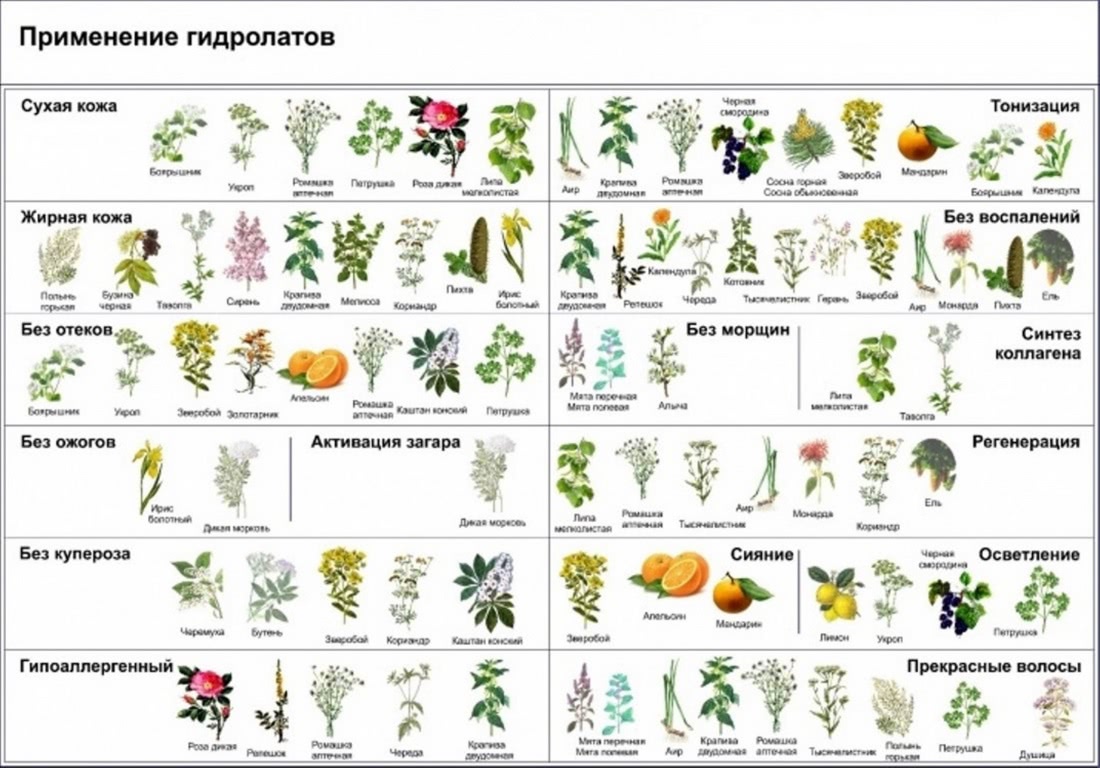 Все, что вы хотели знать о гидролатах