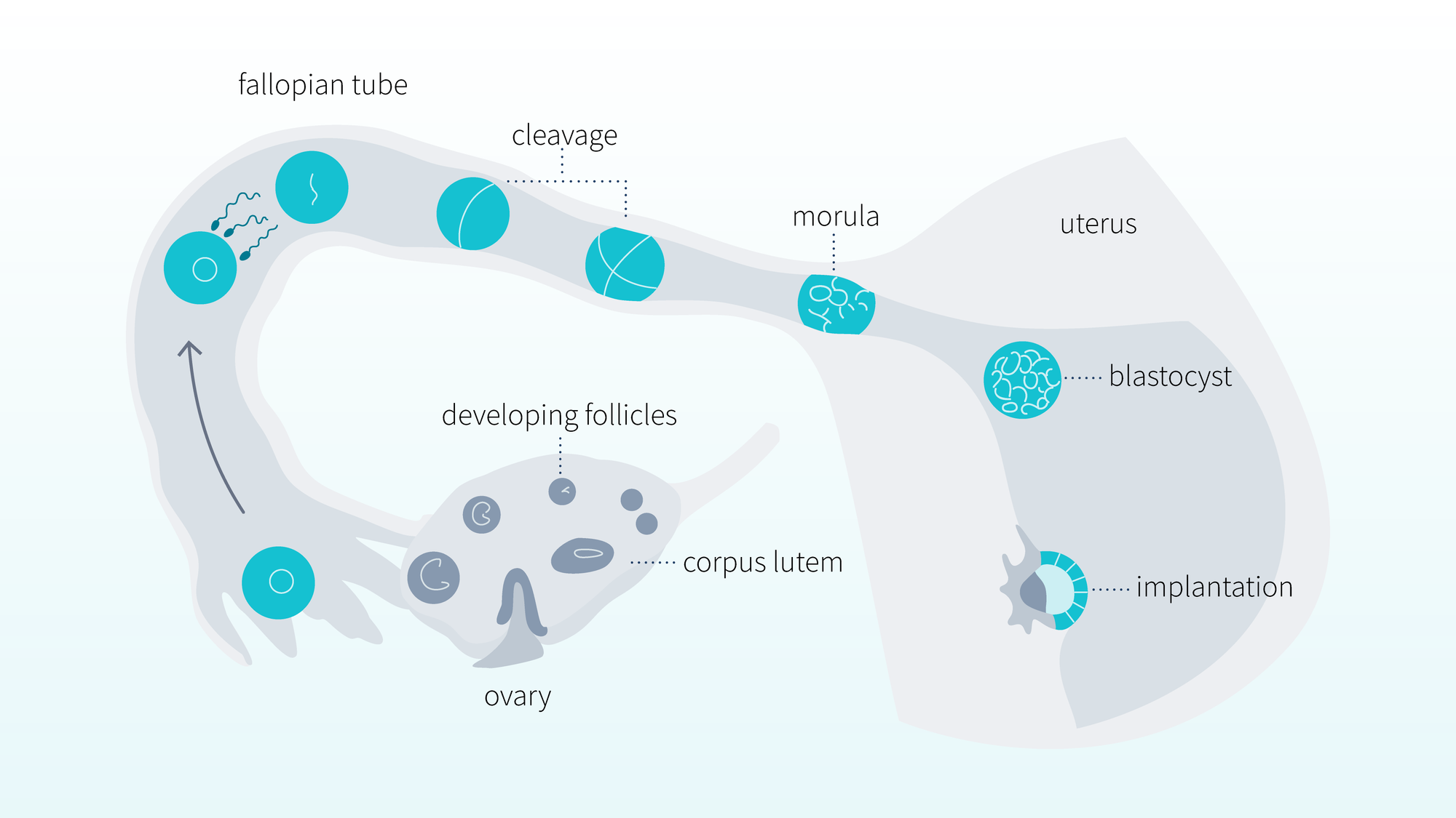 amh-levels-5