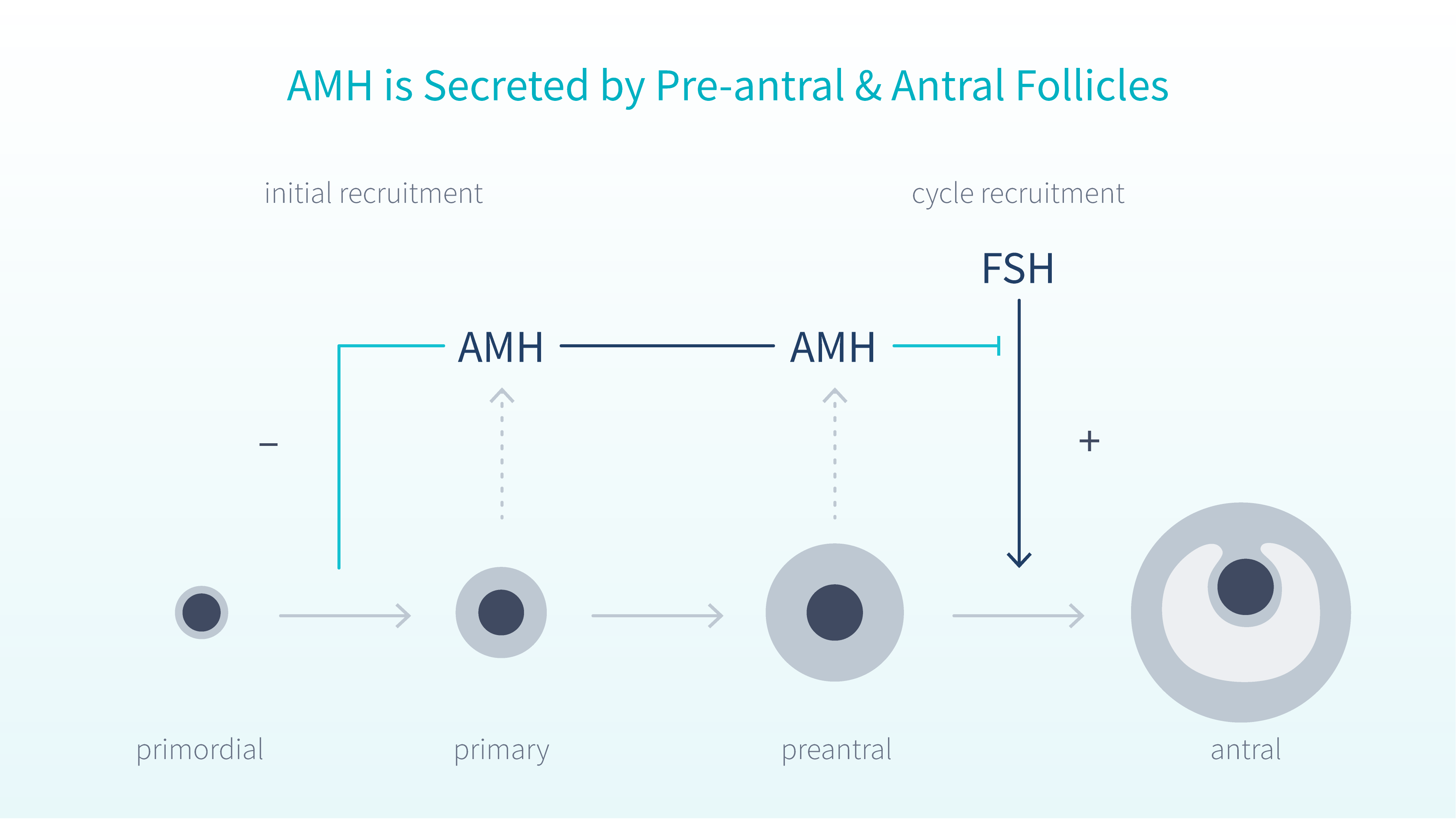 amh-levels-explained-4