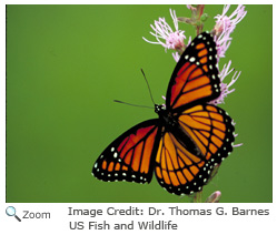 Viceroy Butterfly