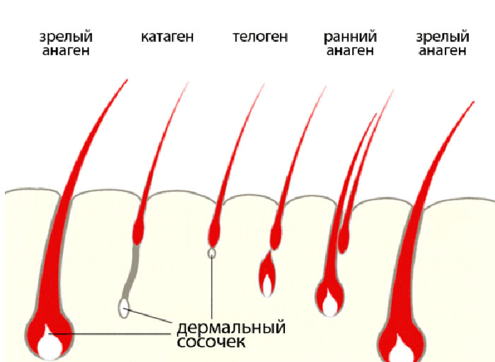 Цикл жизни волосяного фолликула 