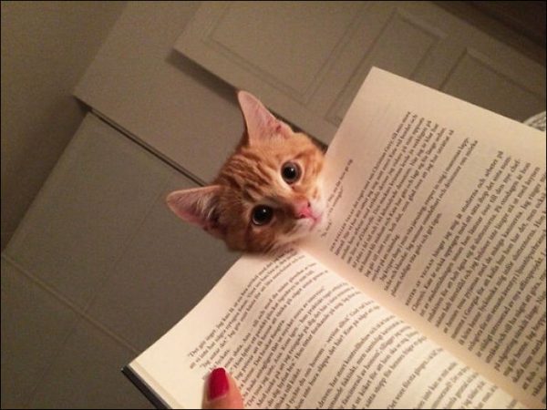 Кот положил голову на книгу, мешая хозяйке читать