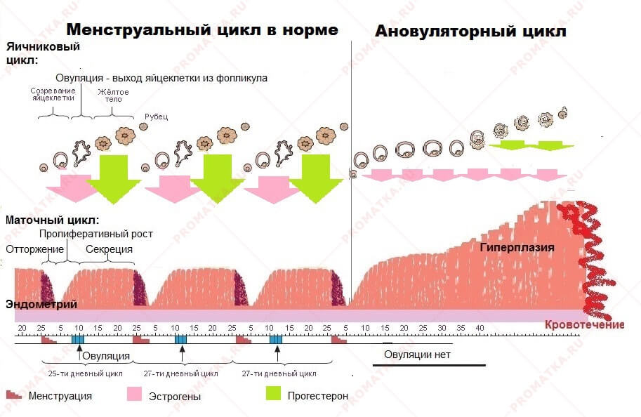 Менструальный цикл