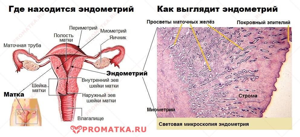 Где расположен эндометрий