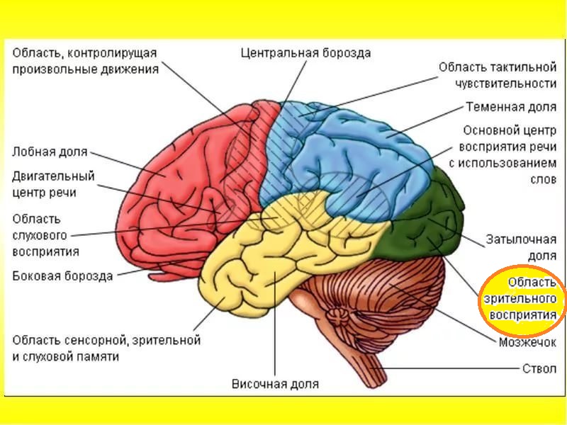 Доля мозга, отвечающая за ЗП