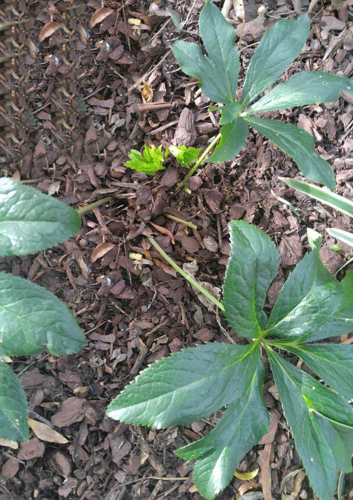 Hellebore new growth after pruning