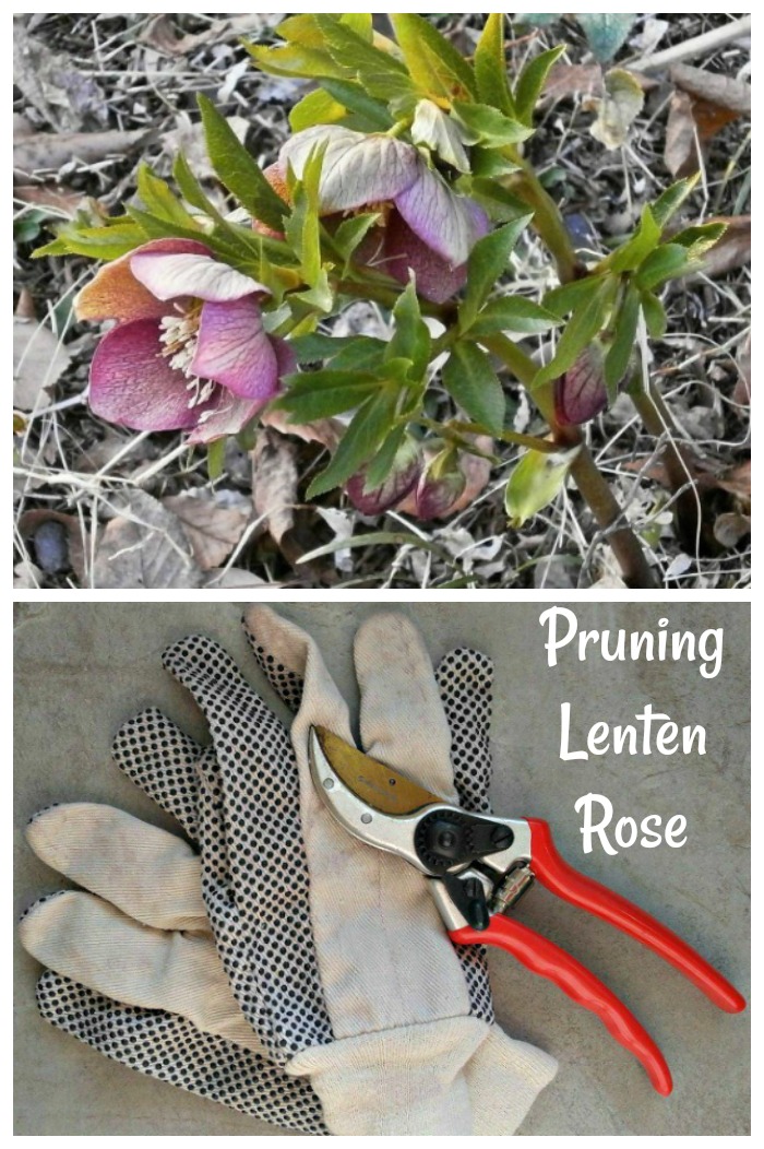 Lenten Rose Pruning