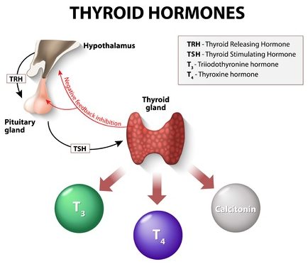  thyroid hormones. human endocrine system.