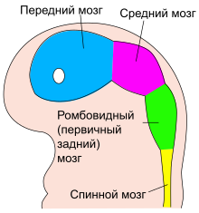 Gehirn, medial - beschriftet lat-rus.svg