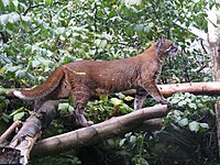Asian golden cat at Edinburgh Zoo.jpg