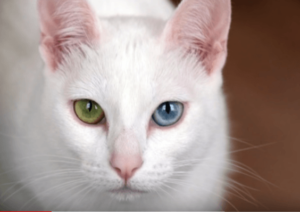 Кошка-альбинос